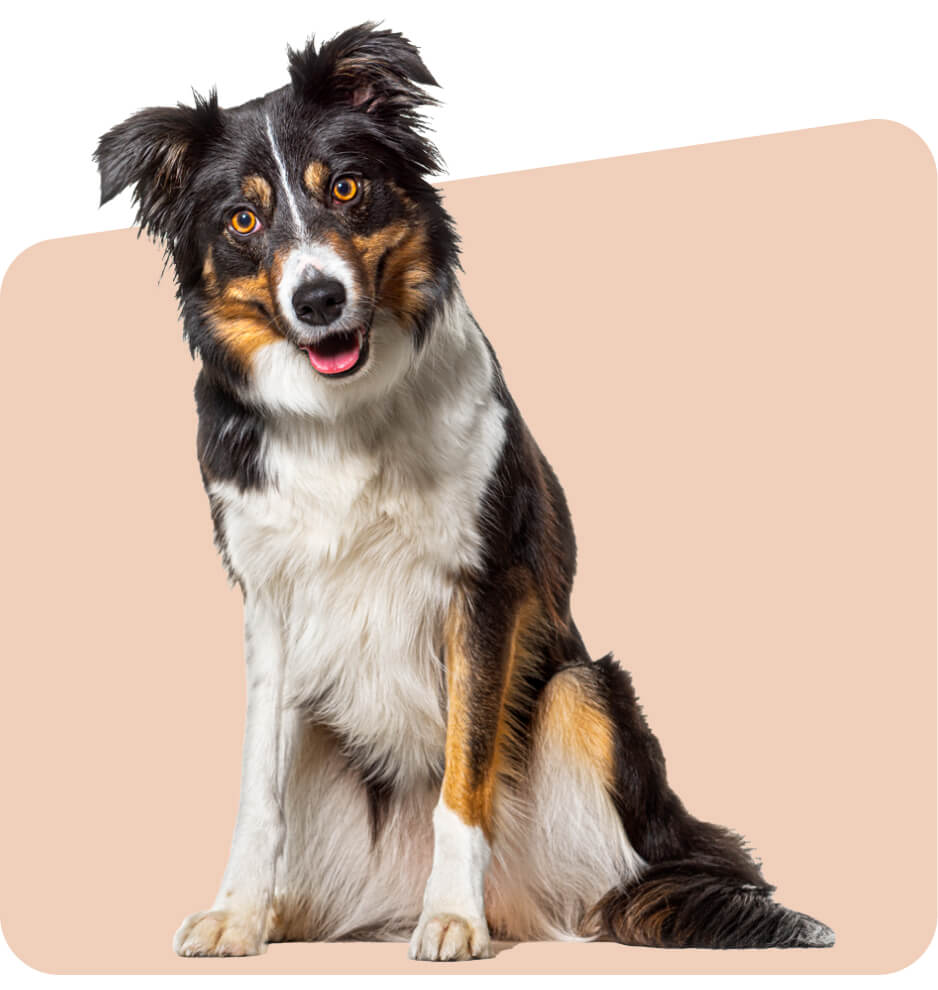 image of border collie