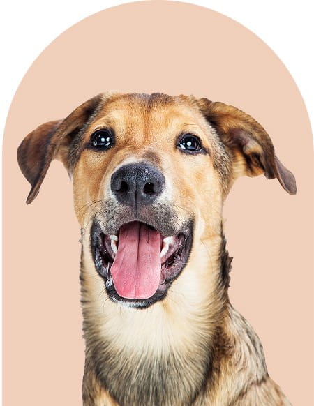 An image of a happy looking dog
