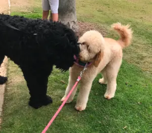 The Ultimate Guide to Socializing Your Dog