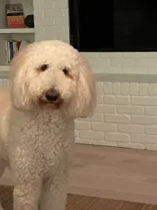 How to Help Your Newly Adopted Dog Overcome Separation Anxiety