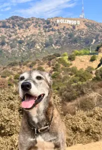 Ultimate Guide to Exercising and Engaging Your Dog's Mind