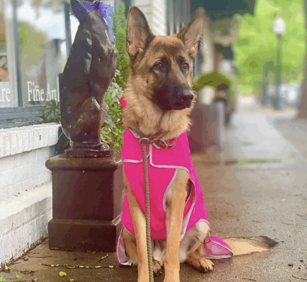 Precision Fit™ Dog Hooded Raincoat Reflective 6 LBS - 130 LBS