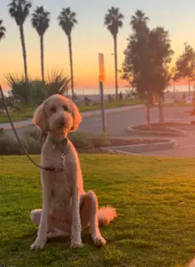 Essential Summer Travel Tips for Dog Parents