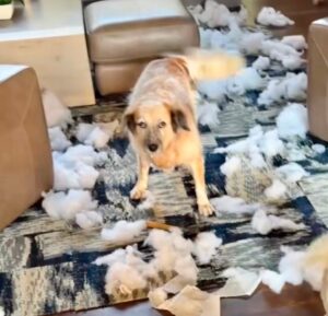 Why Your Dog’s Bad Behavior Might Just Be Boredom (And How to Fix It)