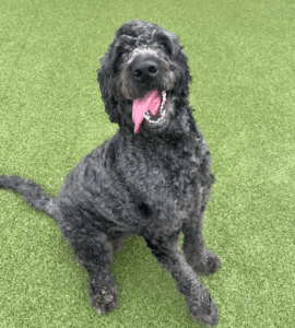 Is Your Home Safe for Your Dog? Hidden Dangers You Need to Know This Spring